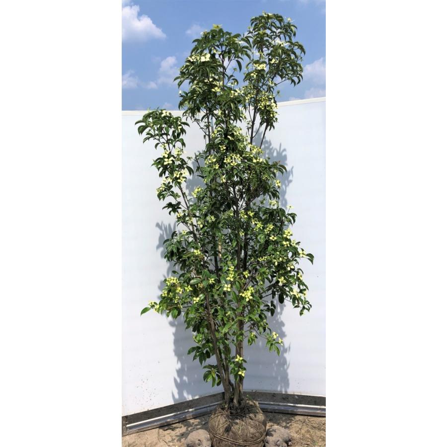 常緑ヤマボウシ　月光　４本株立ち　約2.4m　現品発送　超特大株　ホンコンエンシス　シンボルツリー