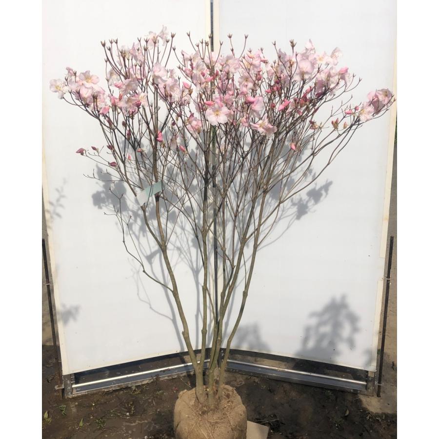 アケボノツツジ 株立ち 約1 6ｍ 現品発送 ピンク花ツツジ 大株植木苗木 曙躑躅 落葉樹 akebonmo1614k5 大福樹苗園 通販 Yahoo ショッピング