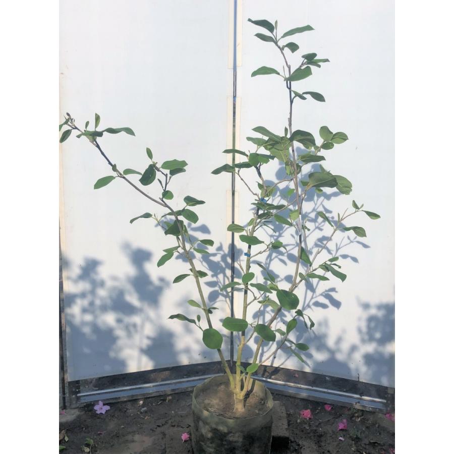 大山蓮華の八重花品種の美智子レンゲを通販にて販売しております ギガランキングｊｐ