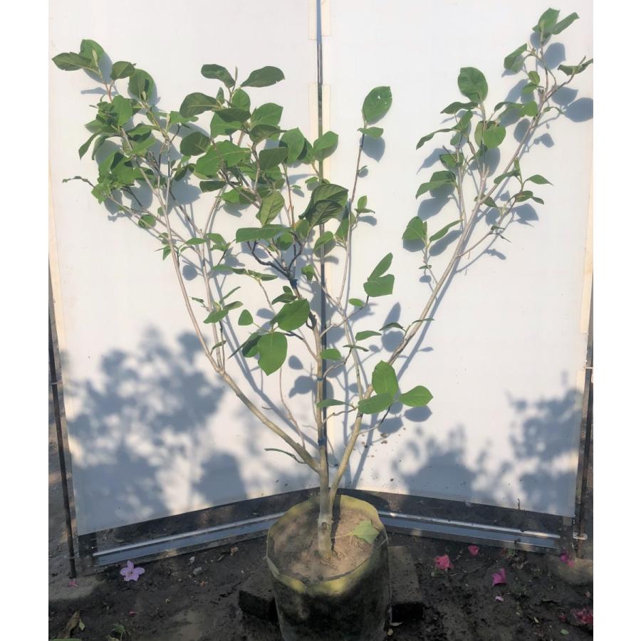 オオヤマレンゲ 株立ち 約1 5ｍ 現品発送 大山蓮華 落葉樹 ooyama1512k3 大福樹苗園 通販 Yahoo ショッピング