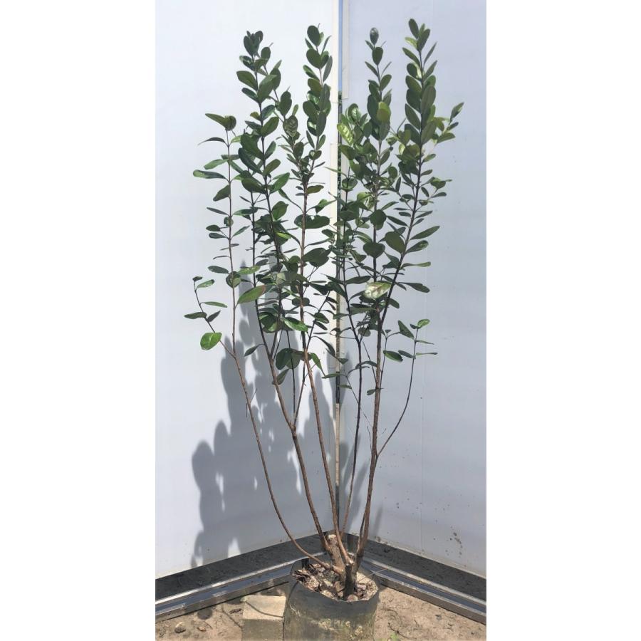 フェイジョア 株立ち 約1 5m 現品発送 特大植木苗木 fay1513k5 大福樹苗園 通販 Yahoo ショッピング