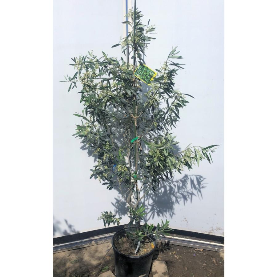 オリーブの木 鉢植え レッチーノ 約1 6m 現品発送 大型苗木 観葉植物に 卓越