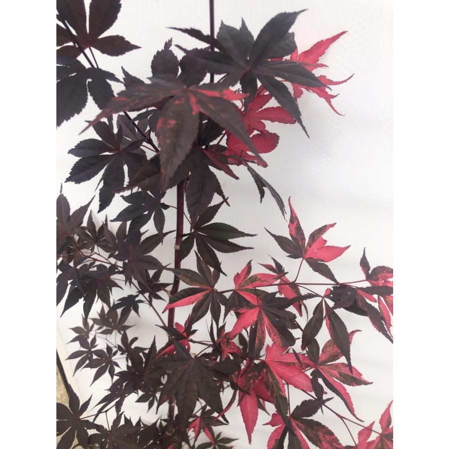 モミジ　藤波錦　フジナミニシキ　約1.4m　1本株　現品発送　特大植木苗木　班入り赤葉の紅葉　送料無料 
