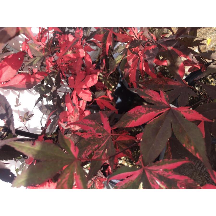 モミジ　藤波錦　フジナミニシキ　約1.4m　1本株　現品発送　特大植木苗木　班入り赤葉の紅葉　送料無料 