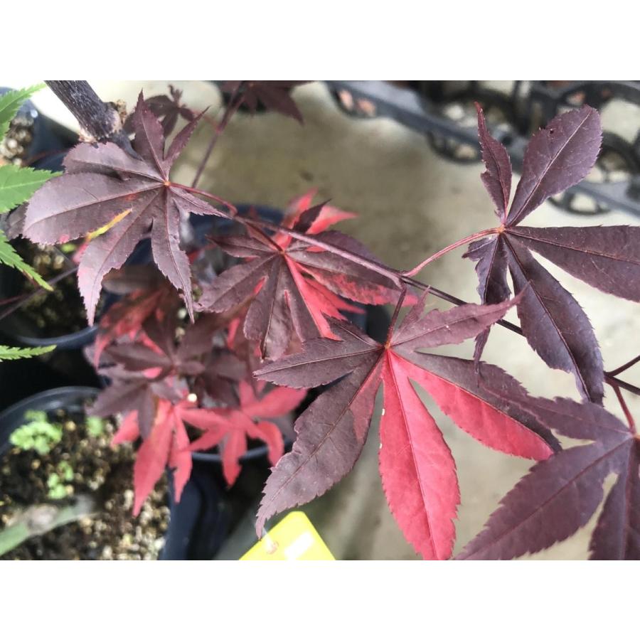 モミジ　藤波錦　フジナミニシキ　約1.4m　1本株　現品発送　特大植木苗木　班入り赤葉の紅葉　送料無料 