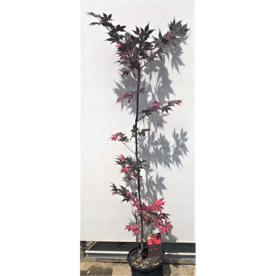 モミジ 藤波錦 フジナミニシキ 約1.2m 1本株 現品発送 特大植木苗木 班
