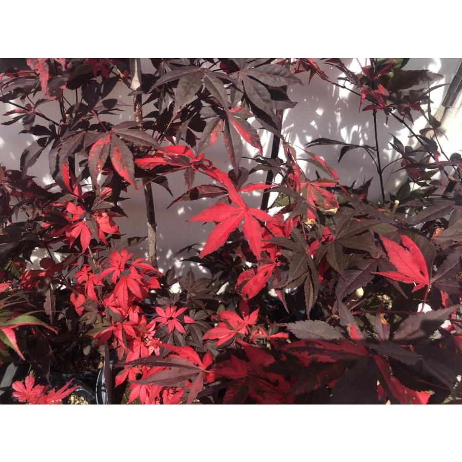モミジ 藤波錦 フジナミニシキ 約1.2m 1本株 現品発送 特大植木苗木 班