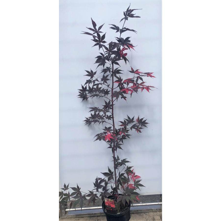モミジ 藤波錦 フジナミニシキ 約1.5m 1本株 現品発送 特大植木苗木 班