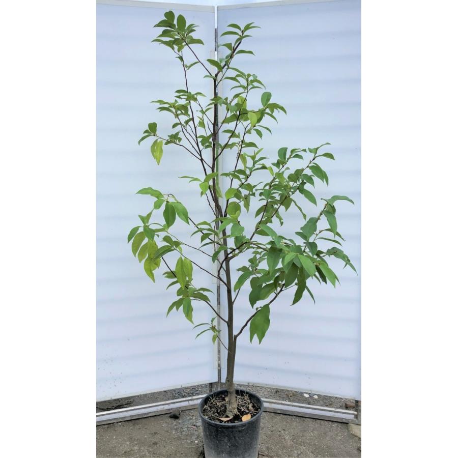 花 ガーデニング 木蓮 モクレン 等のシンボルツリーに適した植木を通販にて販売しております mixedup1816 カラタネオガタマ ミケリア ミックスドアップミス ピンク花 約1 8ｍ 現品発送 特大株 植木苗木 バナナの木 常緑樹カラタネオガタマ ミケリア ミックス