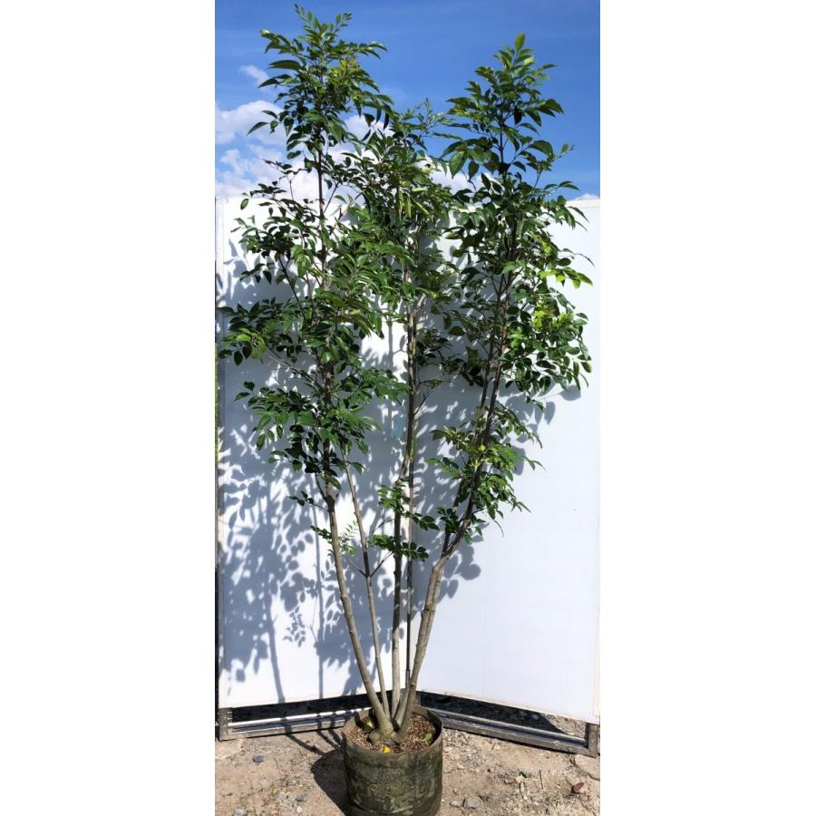 シマトネリコ ５本株立ち 約2 4m 現品発送 豪華株 特大株 シンボルツリー 常緑樹 0001simato2421k5 大福樹苗園 通販 Yahoo ショッピング