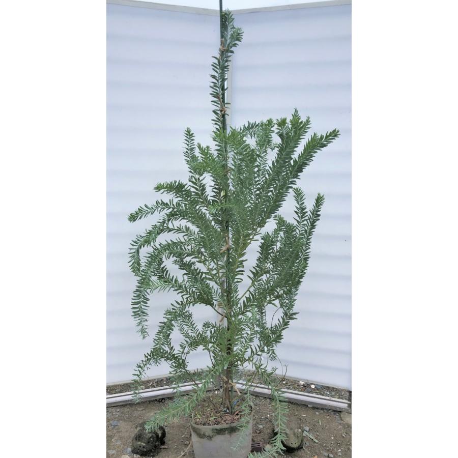 コベニーアカシア ブルーブッシュ 約1 9ｍ 現品発送 特大株 青葉のアカシア 常緑樹 送料無料 0124bbush1917 大福樹苗園 通販 Yahoo ショッピング