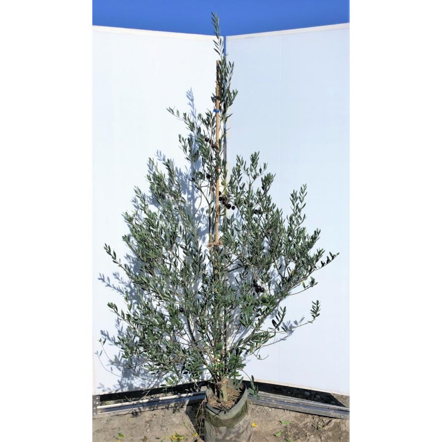 オリーブの木 マンザニロ 約２m 大株植木苗木 現品発送 観葉植物 鉢植えに 常緑樹 送料無料 0212manzaniro18 大福樹苗園 通販 Yahoo ショッピング