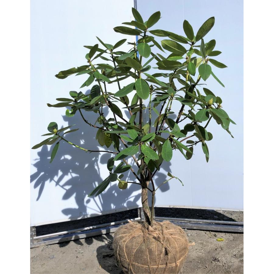 西洋シャクナゲ アンナローズ 約1.2m 現品発送 ピンク花 大株植木苗木 