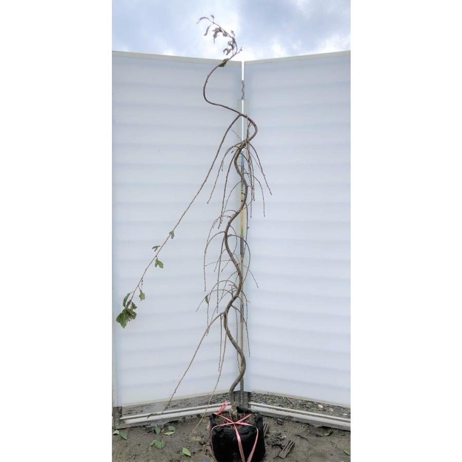 しだれ富士桜 約２ｍ 現品発送 ２色咲きに見える枝垂れ桜 特大植木苗木 送料無料 Www Khabarbani Com