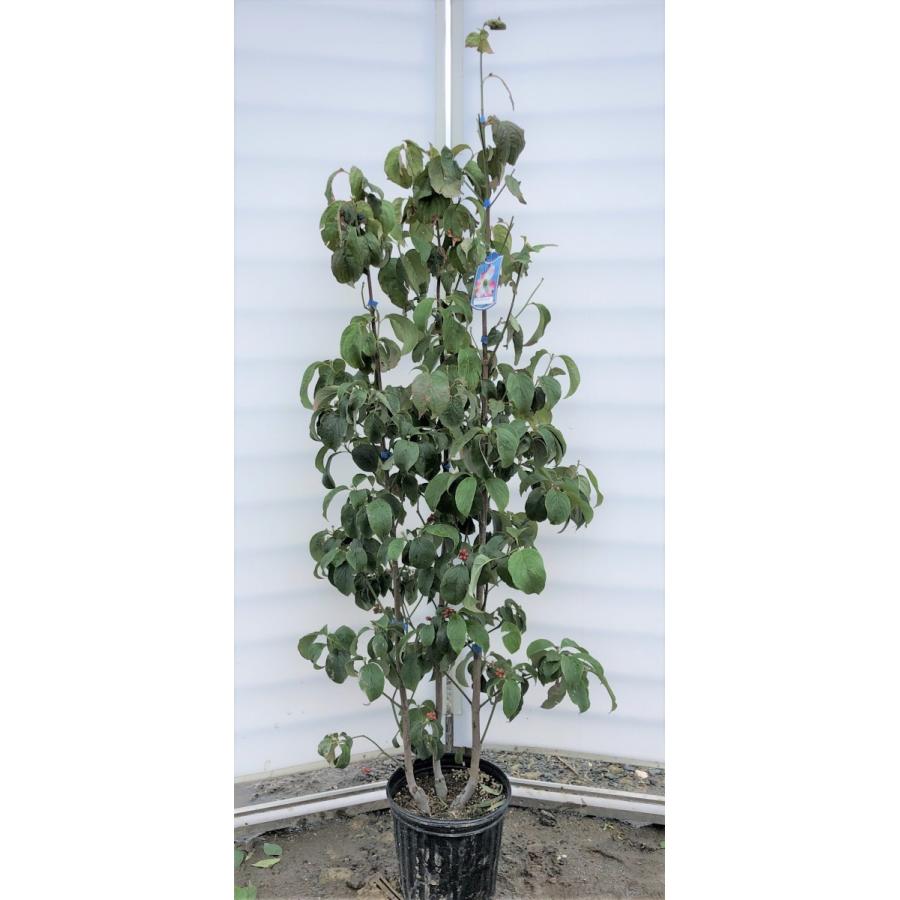 赤花ハナミズキ　ジュニアミス　株立ち　約1.6ｍ　現品発送　特大植木苗木　花水木 シンボルツリー　送料無料