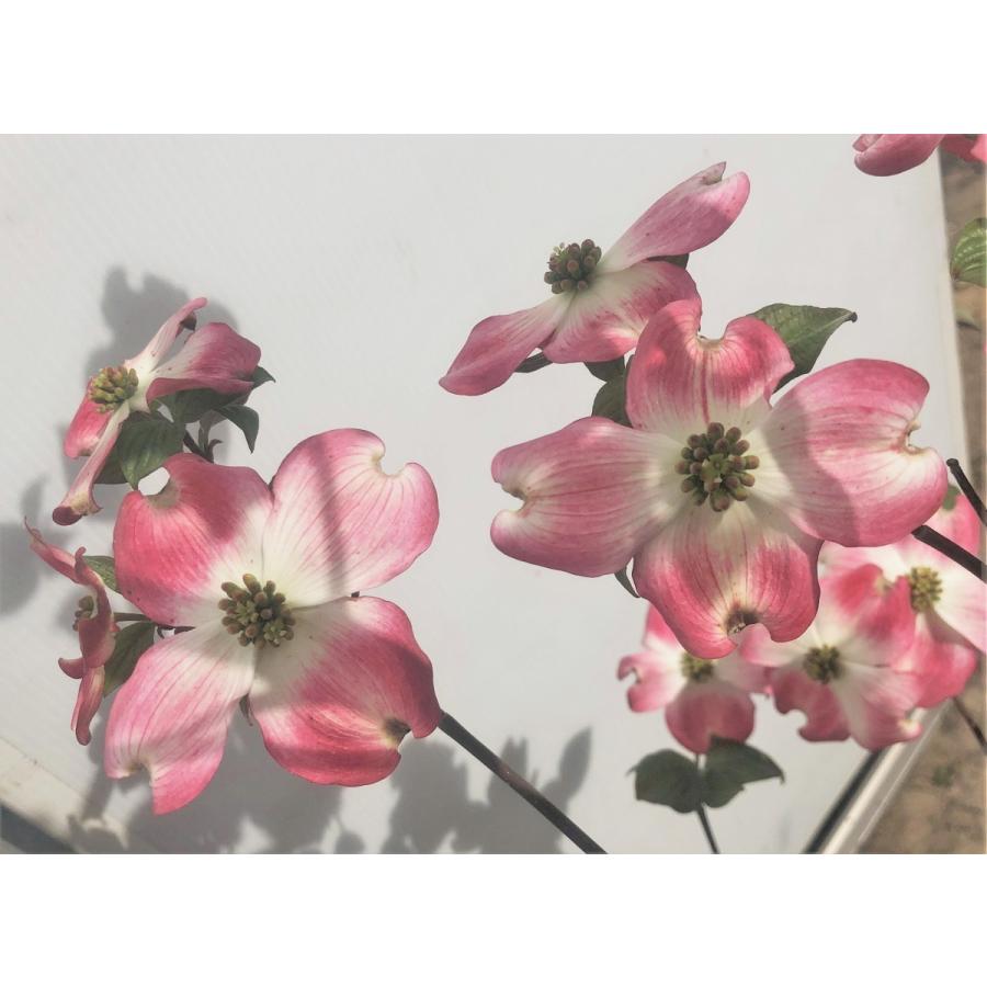 赤花ハナミズキ　ジュニアミス　株立ち　約1.6ｍ　現品発送　特大植木苗木　花水木 シンボルツリー　送料無料 