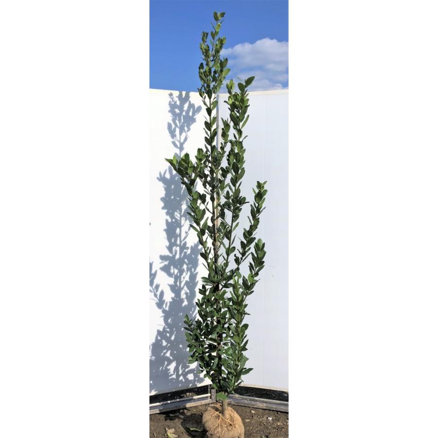 月桂樹 ローリエ 約2.4m 特大株 大株植木苗木 ゲッケイジュ 月桂樹 ローリエ 約2.4m 特大株 大株植木苗木 ゲッケイジュ