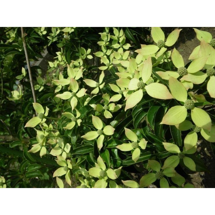常緑ヤマボウシ 月光 4本株立ち 約2.7m 現品発送 超特大株 植木苗木