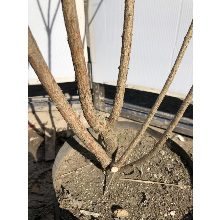 フェイジョア 株立ち 約1.6m 現品発送 特大植木苗木 常緑樹 送料無料