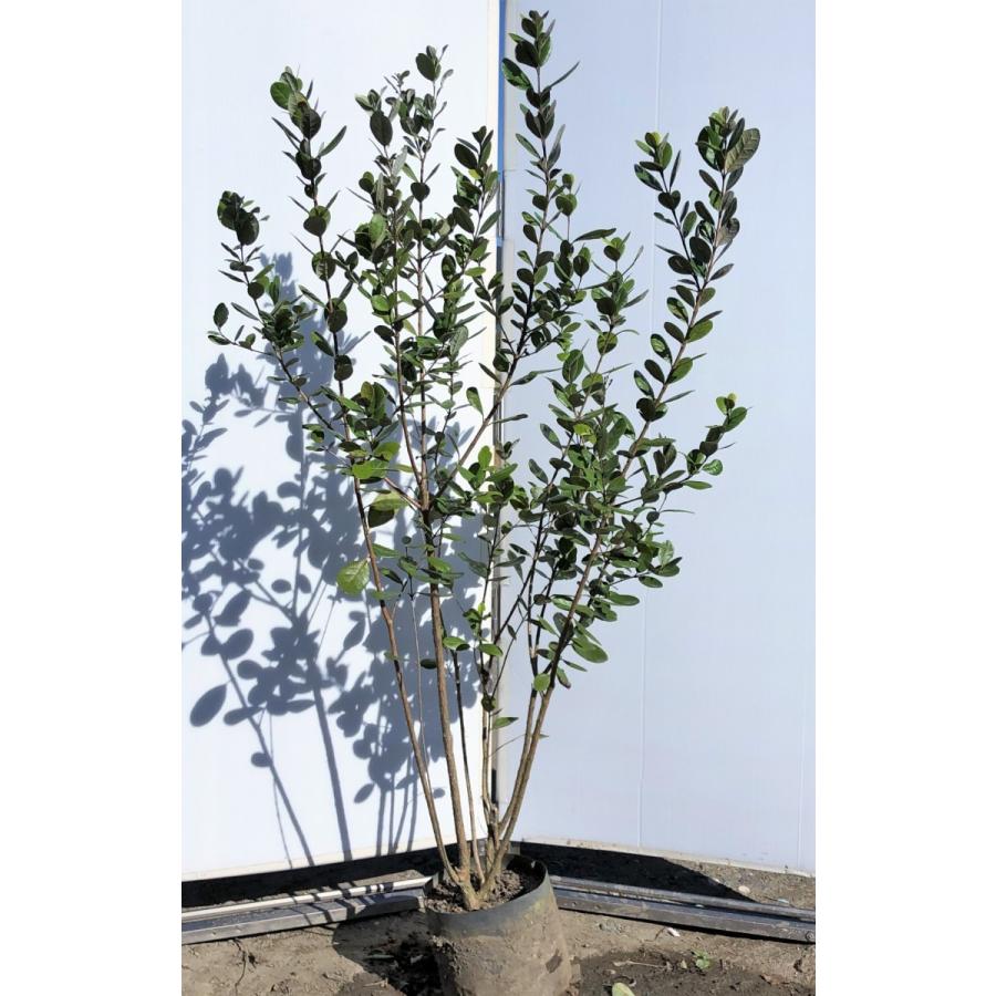 フェイジョア 株立ち 約1 7m 現品発送 特大植木苗木 常緑樹 送料無料 0311fay1614k6 大福樹苗園 通販 Yahoo ショッピング