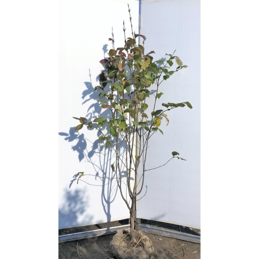 値段 激安 オオツリナバ 大実ツリバナ 約1 9m 現品発送 特大植木苗木 大ツリバナ 大吊り花 送料無料 0321ooturibana1917 大福樹苗園 通販 Yahoo ショッピング 販売ネットワーク Franks Restaurant Com