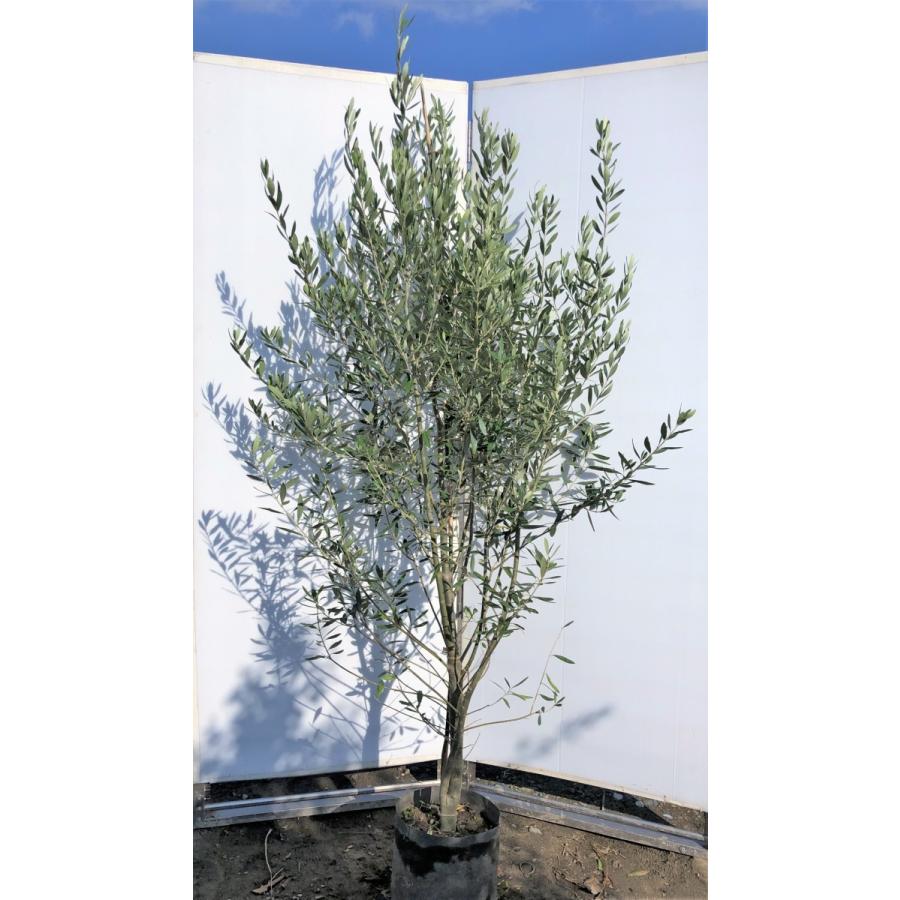柔らかい オリーブの木 シプレッシーノ 約２m 現品発送 特大植木苗木 チプレッシーノ 常緑樹 観葉植物に 送料無料 0325chipre18 大福樹苗園 通販 Yahoo ショッピング 人気no 1 本体 Jeannesauve Org
