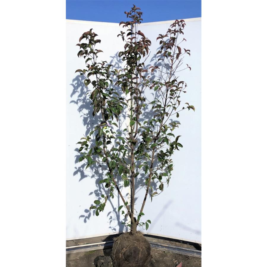 好評 常緑ヤマボウシ 月光 株立ち 約２m 現品発送 特大植木苗木 ホンコンエンシス 常緑樹 送料無料 安心の定価販売 Www Maxipiso Com Ar