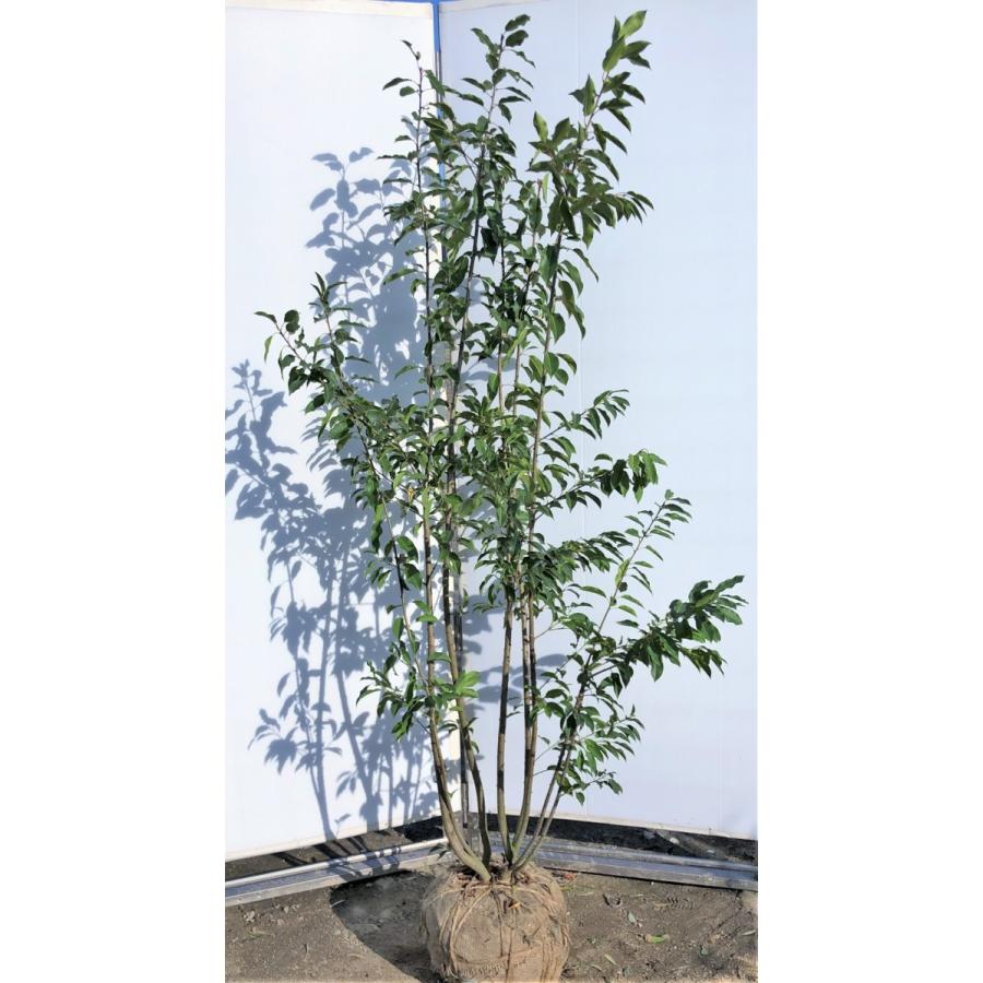 爆売り ソヨゴの木 ８本株立ち 約1 9m 現品発送 美樹形株 赤い実が成る木 植木苗木 常緑樹 0349soyo1917k8 大福樹苗園 通販 Yahoo ショッピング 超美品 Www Maxipiso Com Ar