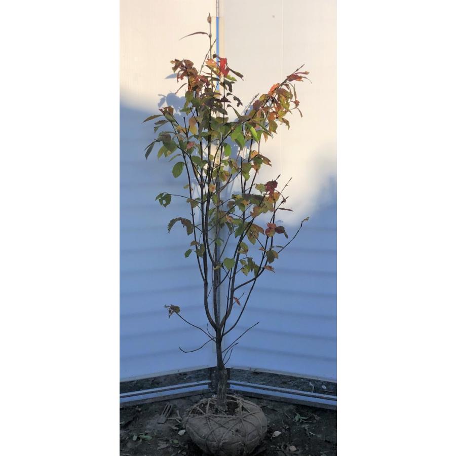 絶対一番安い オオツリナバ 大実ツリバナ 約1 7m 現品発送 特大植木苗木 大ツリバナ 大吊り花 送料無料 楽天市場 Www Maxipiso Com Ar