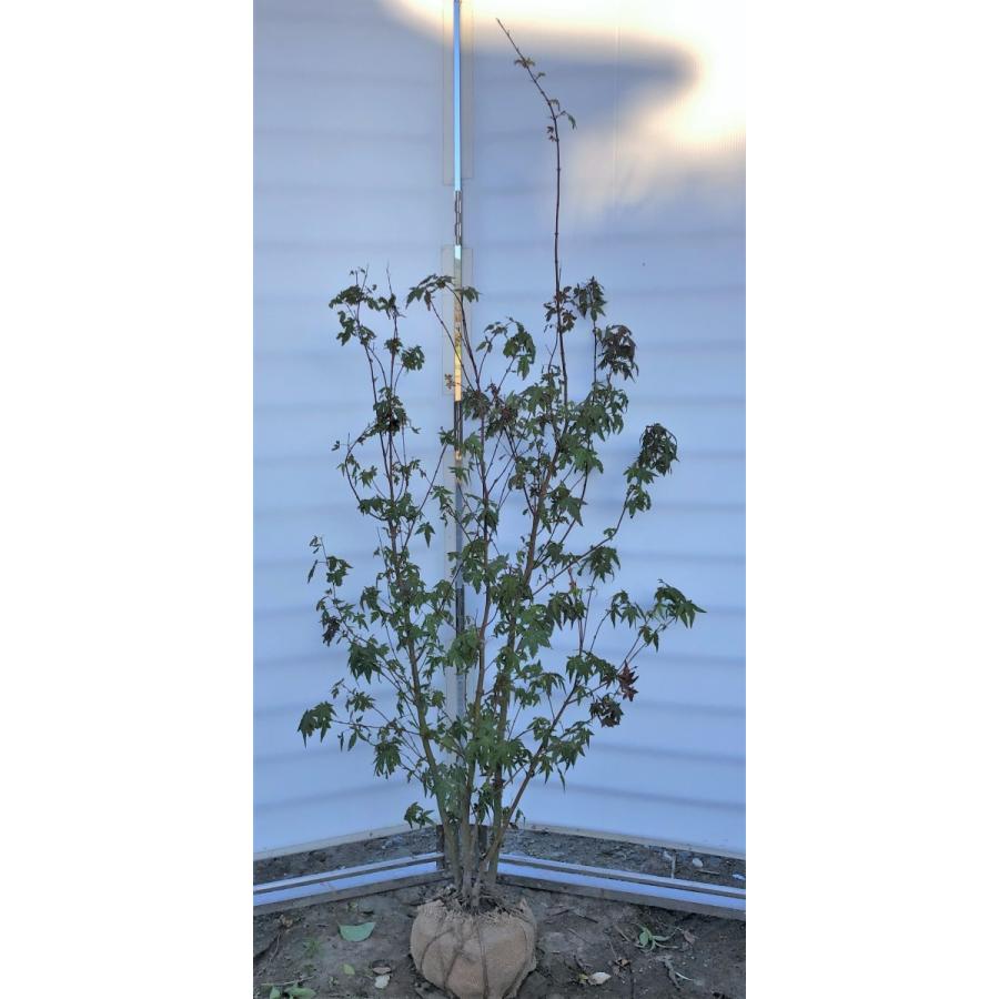 イロハモミジ ５本株立ち 約1 6m 現品発送 特大株 植木苗木 いろは紅葉 送料無料 0358iroha1614k5 大福樹苗園 通販 Yahoo ショッピング