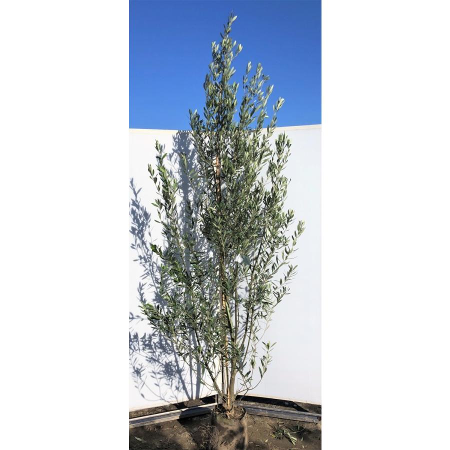 特別価格 オリーブの木 シプレッシーノ 植物 観葉植物