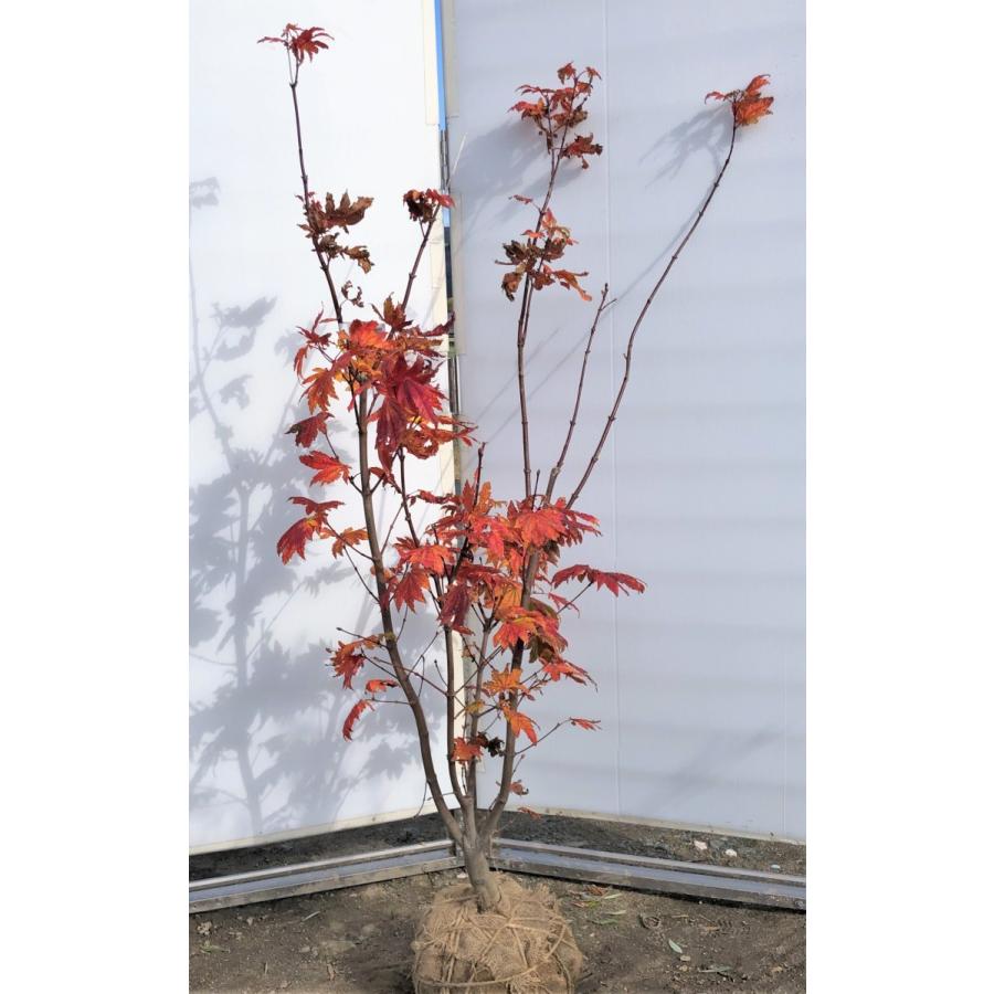 イタヤモミジ 株立ち 約1.5m 現品発送 特大植木苗木 いたや紅葉 送料