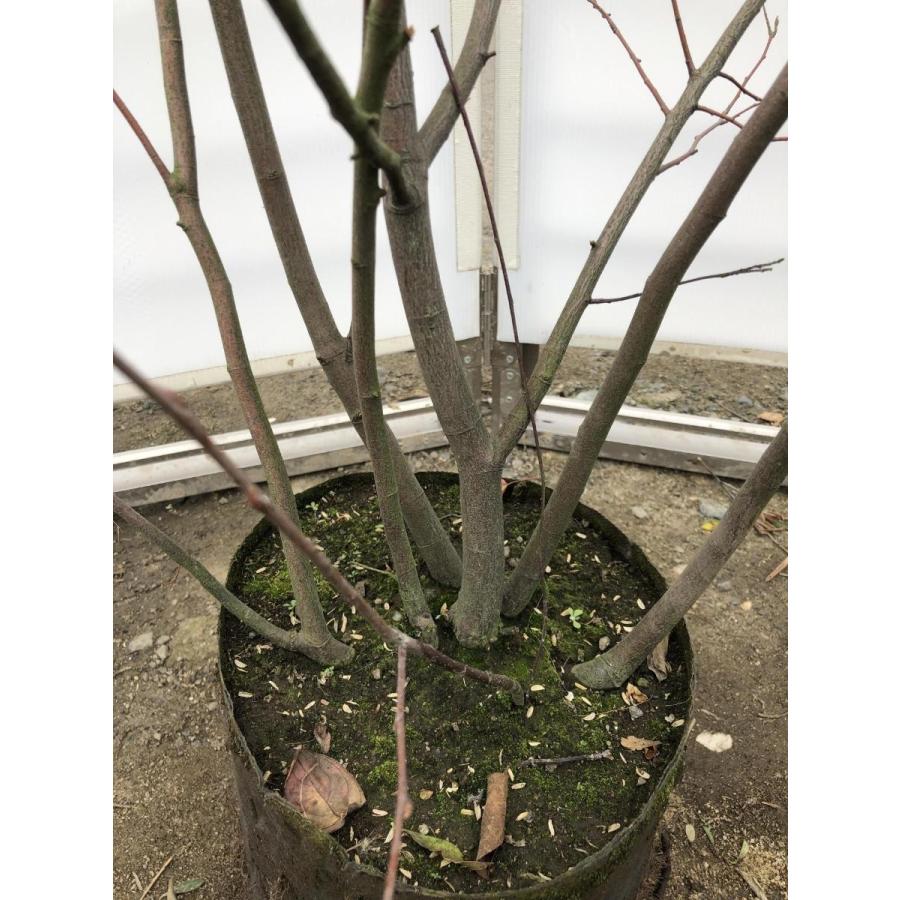 特別オファー ジューンベリー ６本株立ち 約1 8ｍ 豪華株 現品発送 特大植木苗木 ブルーベリーの様な果実 送料無料 Matzi27 Com