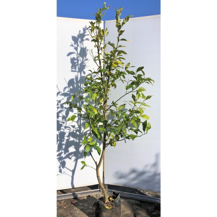 レモンの木 リスボンレモン 特大株 約２ｍ 現品発送 大株苗木 檸檬の木 常緑樹 観葉植物 鉢植えに 送料無料 0521risbon18 大福樹苗園 通販 Yahoo ショッピング