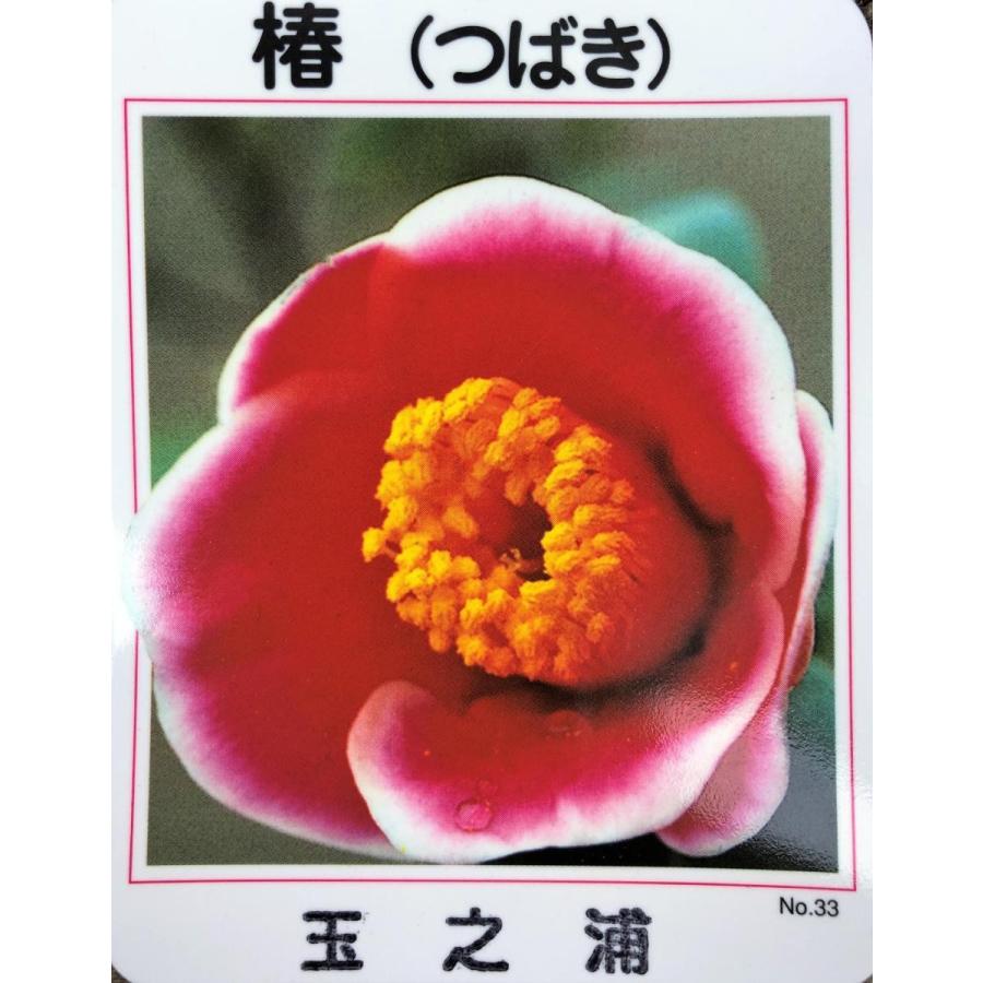 人気が高い ツバキ タマノウラ 約1 5ｍ 現品発送 椿 玉之浦 玉乃浦 特大植木苗木 常緑樹 送料無料 超人気 Jeannesauve Org
