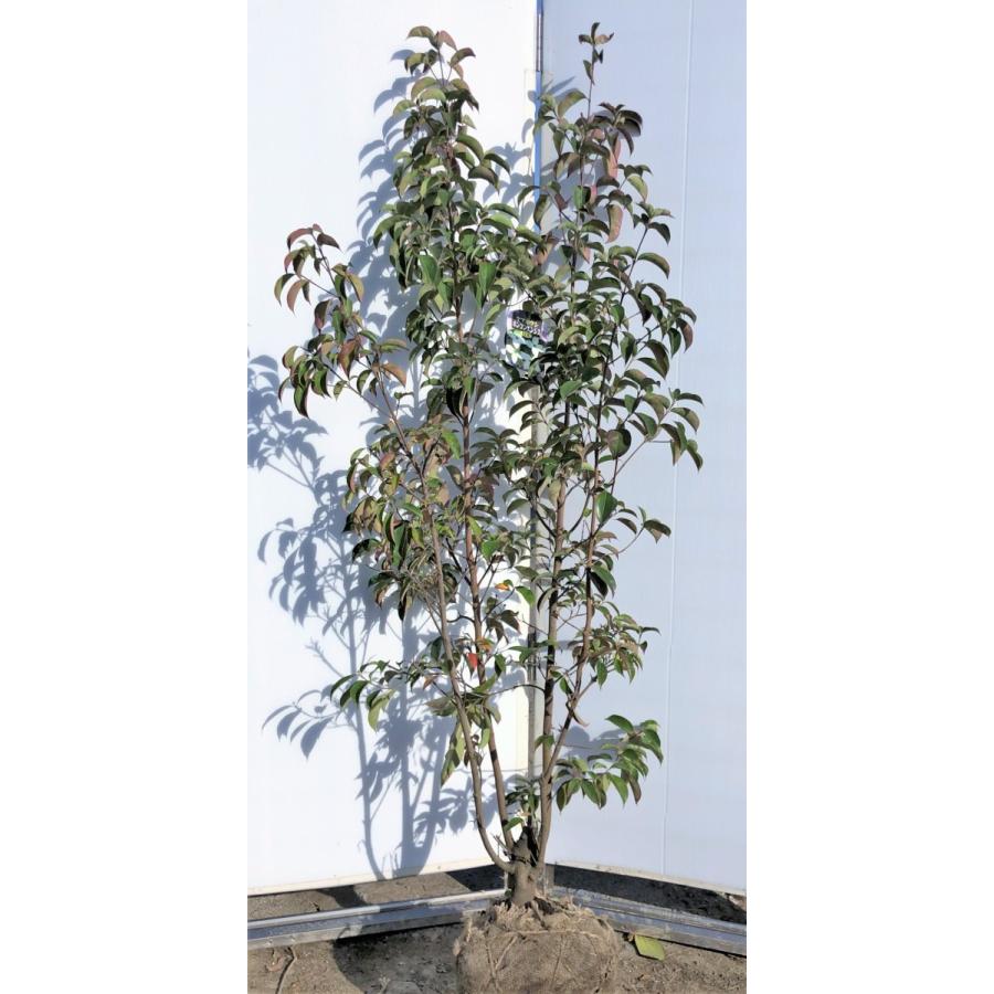 全国宅配無料 常緑ヤマボウシ 月光 株立ち 約1 8m 現品発送 ホンコンエンシス 常緑樹 送料無料 人気ブランドを Web Escgroup Com