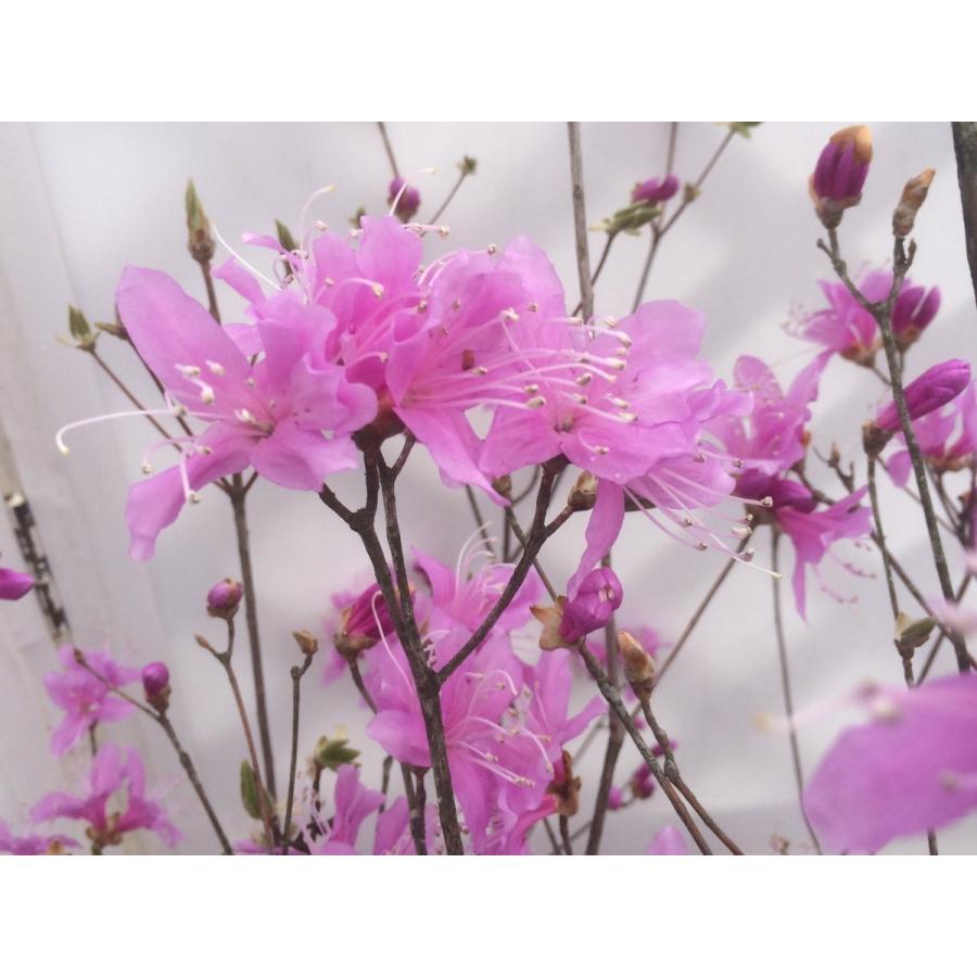 ミツバツツジ 株立ち 約2m 現品発送 美樹形株 三つ葉ツツジ 三ツ葉