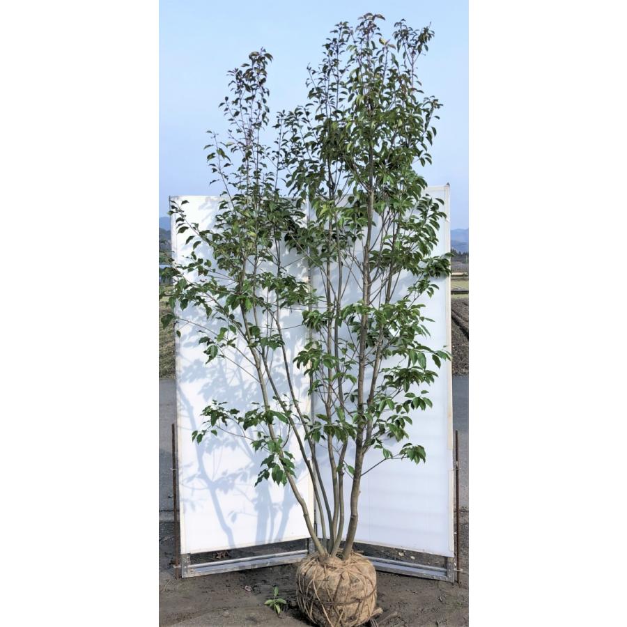 ソヨゴの木 ７本株立ち 約2 7m 一点物 豪華株 現品発送 超特大株 常緑樹 赤い実が成る木 送料無料 0622soyo2725k7 大福樹苗園 通販 Yahoo ショッピング