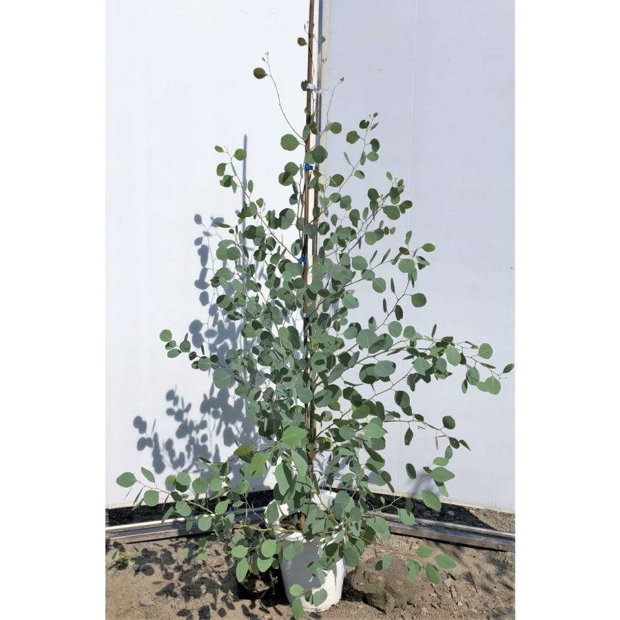 公式の ポポラス 丸葉ユーカリ 鉢植え 約1 5ｍ 現品発送 大株植木苗木 豪華株 丸葉のユーカリの木 観葉植物 常緑樹 送料無料 1008poporasu1513 大福樹苗園 通販 Yahoo ショッピング 初回限定 Puddlesandsun Co Uk