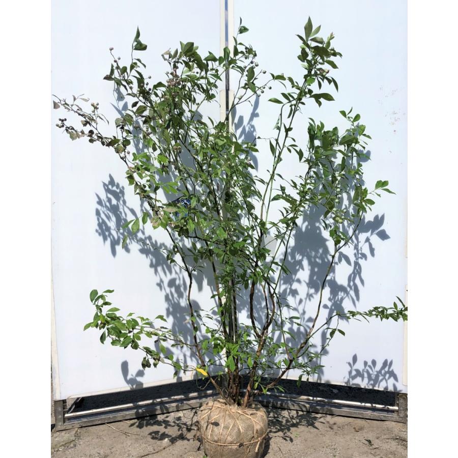 登場 1013premia1513k6 大福樹苗園 苗木 植木 ブルーベリー プレミア 株立ち 約1 5ｍ 特大植木苗木 大実品種 ラビットアイ系 シンボルツリー 送料無料