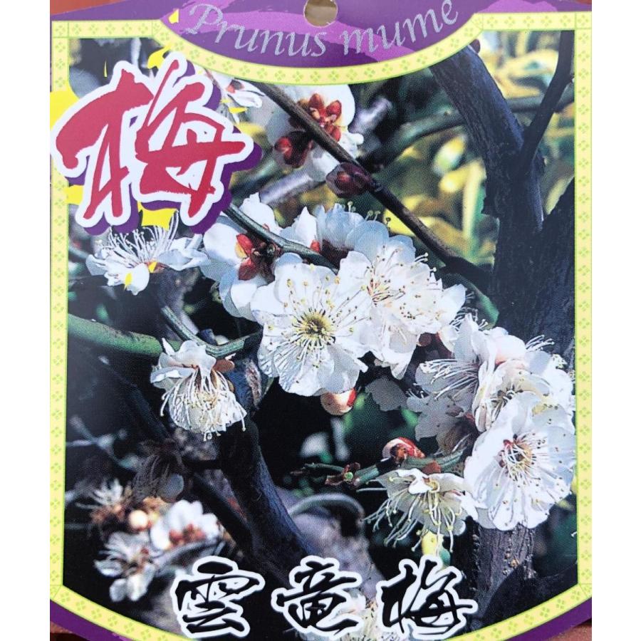 雲竜梅 ウンリュウバイ 約1.7m 現品発送 くねくね伸びる梅の木 特大