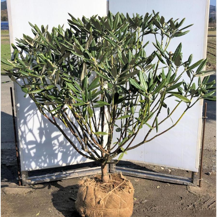 ウスゲ屋久島シャクナゲ　株立ち　約1.3ｍ　現品発送　大株植木苗木　和シャクナゲ　ウスゲヤクシマシャクナゲ　薄毛屋久島石楠花　常緑樹　送料無料