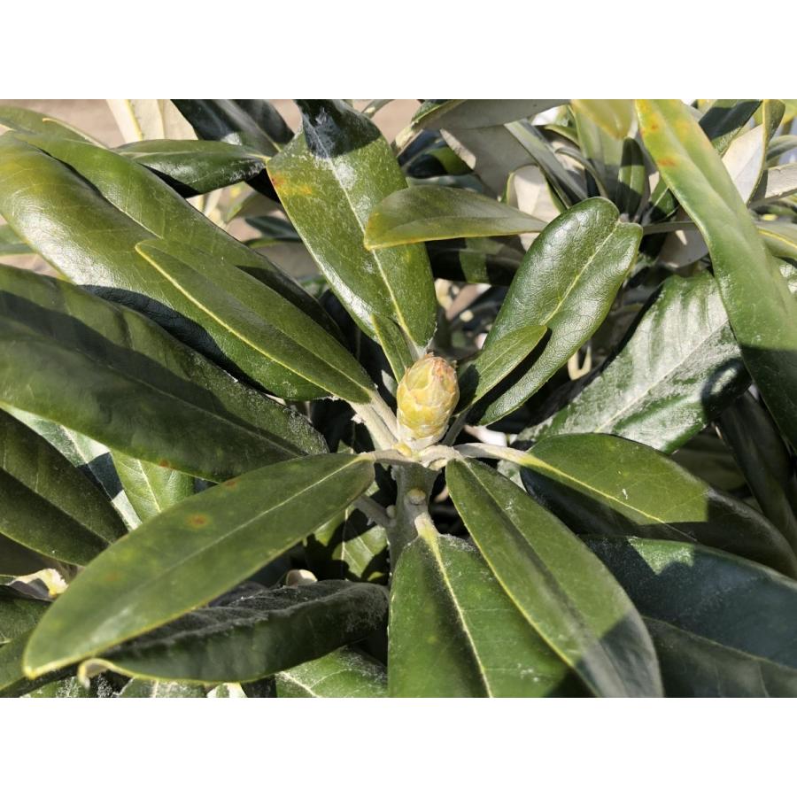 ウスゲ屋久島シャクナゲ　株立ち　約1.3ｍ　現品発送　大株植木苗木　和シャクナゲ　ウスゲヤクシマシャクナゲ　薄毛屋久島石楠花　常緑樹　送料無料 