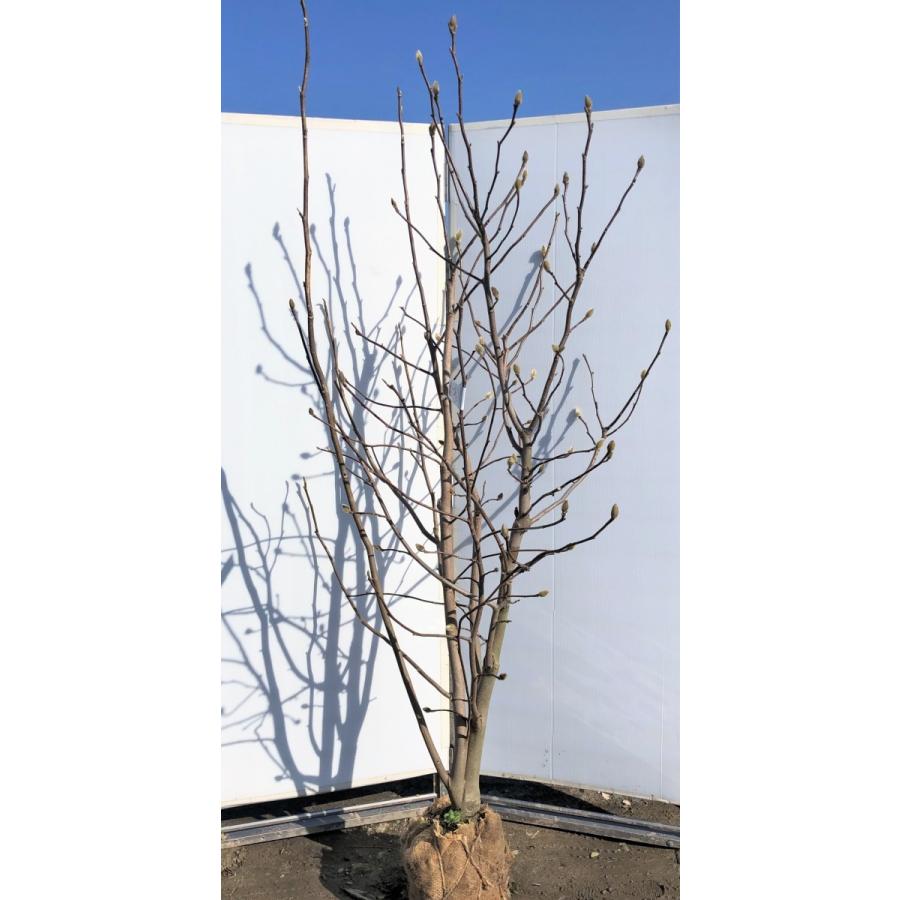 紫花モクレン　ジョーマクダニエル２号　株立ち　約２ｍ　特大株　植木苗木　大輪紫木蓮　マグノリア　希少品種　送料無料