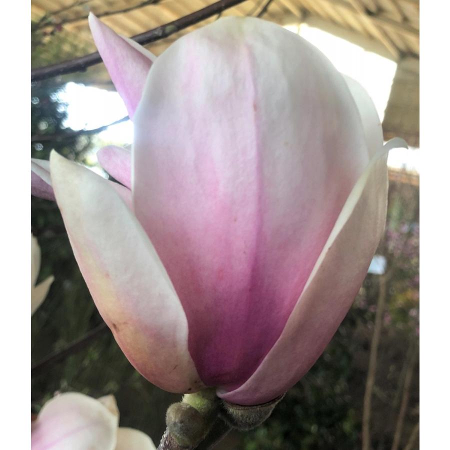 紫花モクレン　ジョーマクダニエル２号　株立ち　約２ｍ　特大株　植木苗木　大輪紫木蓮　マグノリア　希少品種　送料無料 