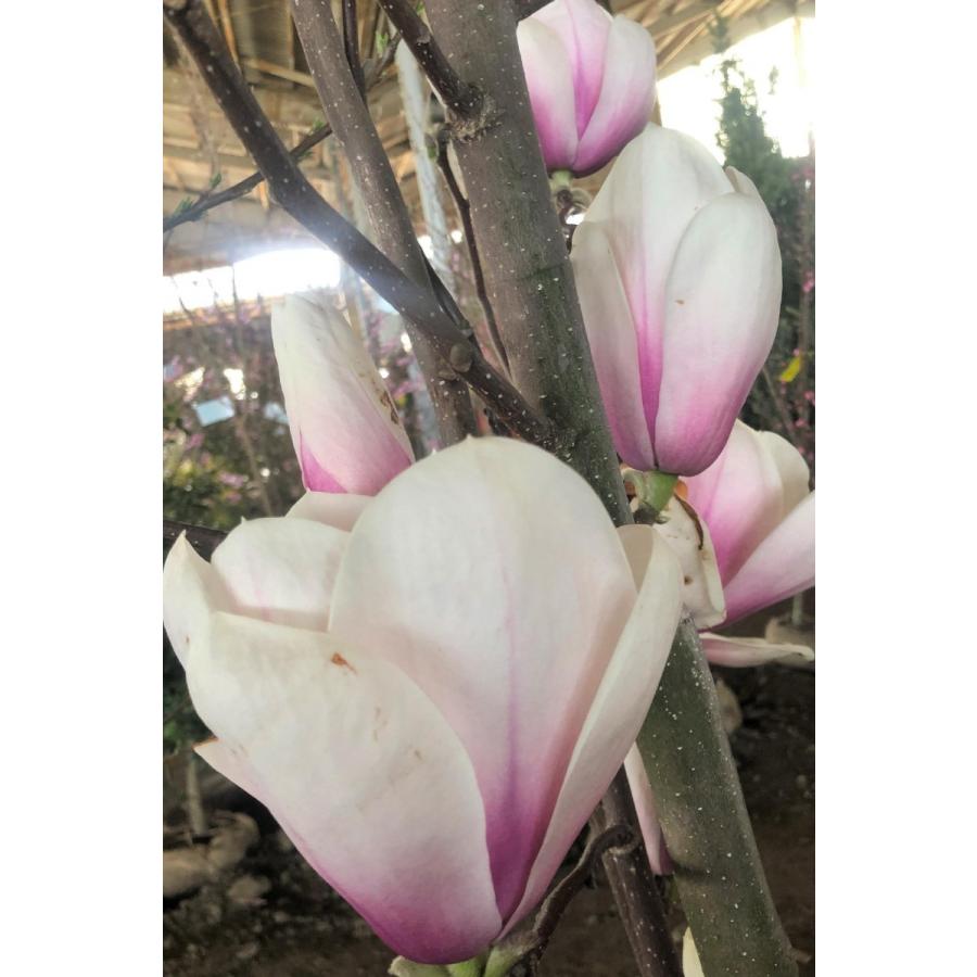 紫花モクレン　ジョーマクダニエル２号　株立ち　約２ｍ　特大株　植木苗木　大輪紫木蓮　マグノリア　希少品種　送料無料 