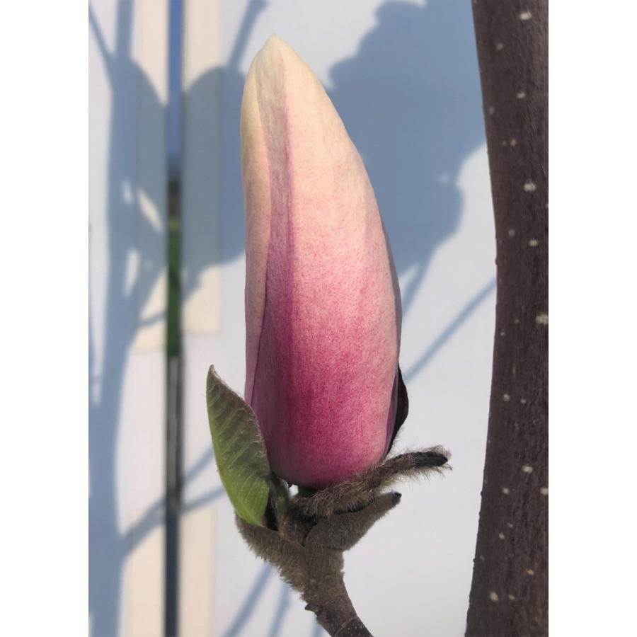 紫花モクレン　ジョーマクダニエル２号　株立ち　約２ｍ　特大株　植木苗木　大輪紫木蓮　マグノリア　希少品種　送料無料 