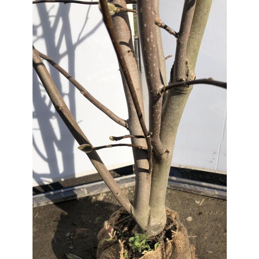 紫花モクレン　ジョーマクダニエル２号　株立ち　約２ｍ　特大株　植木苗木　大輪紫木蓮　マグノリア　希少品種　送料無料 