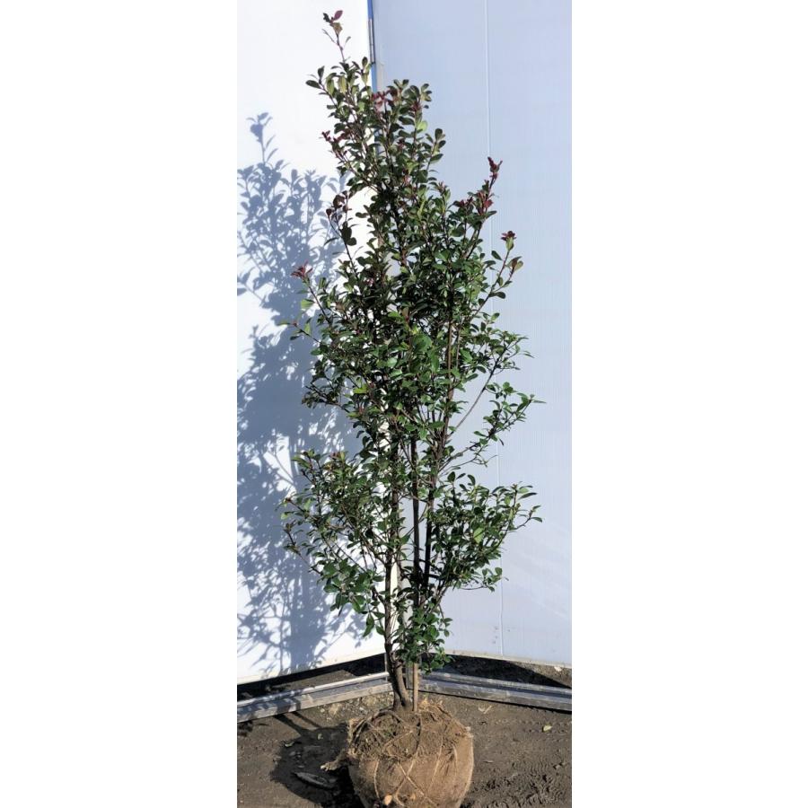 姫シャリンバイ 約1.8m 現品発送 特大株 大株植木苗木 シンボルツリー