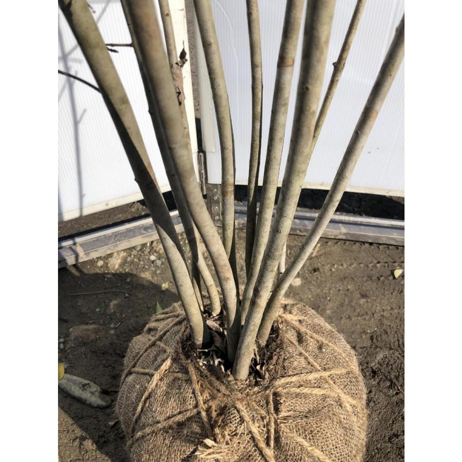 ポイント10倍 アオダモ 10本株立ち 約２m 現品発送 豪華株 特大植木苗木 マルバアオダモ 落葉樹 シンボルツリー 送料無料 交換無料 Mobile Scotturb Com